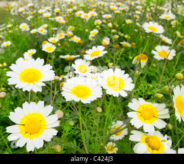 daisy spring flowers field yellow and white colorful meadow Stock Photo