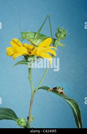 Friends - Gray tree frog (Hyla versicolor) and katydid (Tettigonia) share plant and flower of Jerusalem artichoke Stock Photo