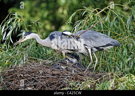 Grey heron, Ardea cinerea, Two adults with three young on nest, London, May 2011 Stock Photo