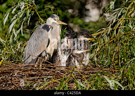 Grey heron, Ardea cinerea, single adult with three young on nest, London, May 2011 Stock Photo