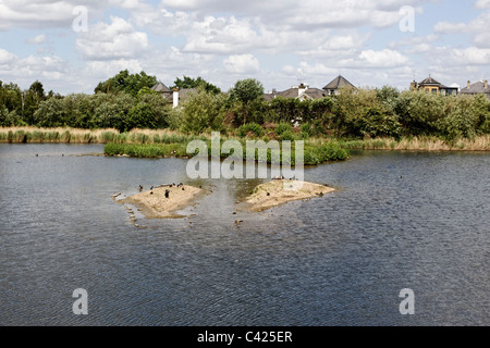 London Wetland Centre, WWT reserve, May 2011 Stock Photo