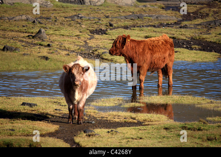 Highland calves cooling off in Loch Scridain on the Isle of Mull Stock Photo