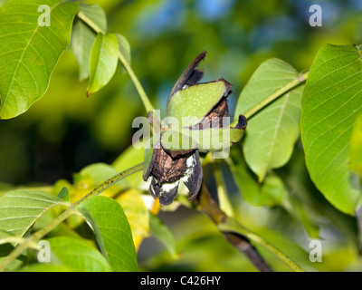Walnuts Growing On Walnut Tree Stock Photo