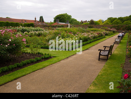 Rose Garden at Hampton Court, London. Stock Photo