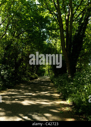 A rural path with trees either side and copy space Stock Photo - Alamy