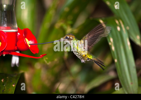 Sword-billed hummingbird ( Ensifera Ensifera ) at feeder