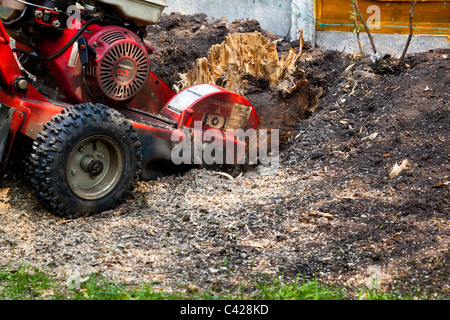 leylandii stump stumpgrinder