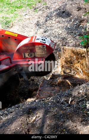 leylandii stump grinder