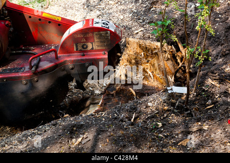 leylandii stump grinder