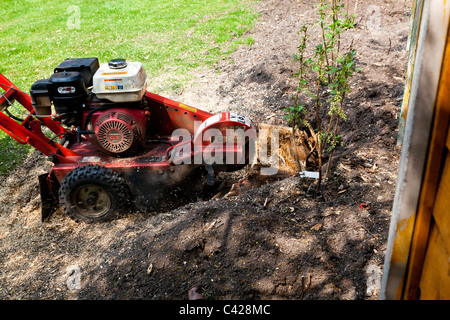 leylandii stump stumpgrinder