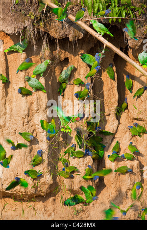 Mealy Parrots (Amazona farinosa) and Blue Headed Parrots ( Pionus menstruus ) ingesting clay from Tambo Blanquillo clay lick. Stock Photo