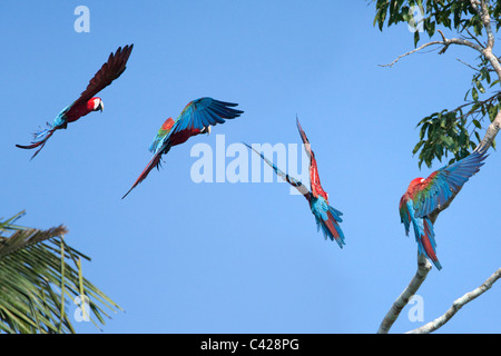 Manu National Park, Red and Green Macaws ( Ara chloroptera ) near Tambo Blanquillo clay lick. Flying. Stock Photo