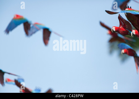 Manu National Park, Red and Green Macaws ( Ara chloroptera ) near Tambo Blanquillo clay lick. Flying. Stock Photo