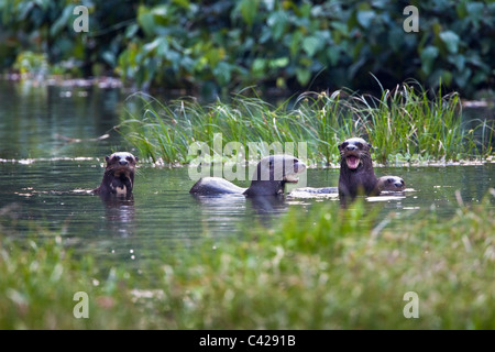 Peru, Boca Manu, Blanquillo, Manu National Park, UNESCO World Heritage Site. Giant otters, ( Pteronura brasiliensis ).