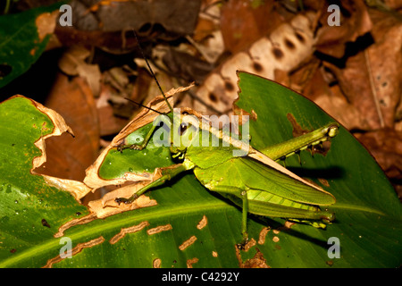 Peru, Boca Manu, Blanquillo, Manu National Park, UNESCO World Heritage Site. Grasshopper. Stock Photo