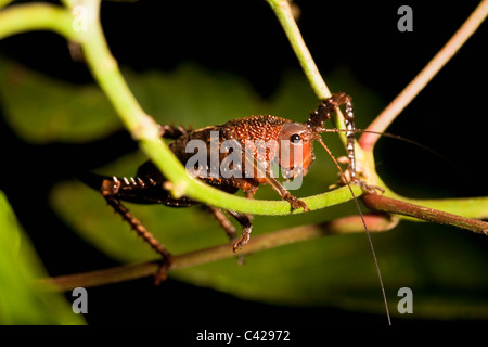 Peru, Boca Manu, Blanquillo, Manu National Park, UNESCO World Heritage Site. Katydid. Stock Photo