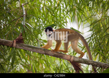 Peru, Boca Manu, Blanquillo, Manu National Park, UNESCO World Heritage Site, Common Squirrel Monkey ( Saimiri sciureus ). Stock Photo