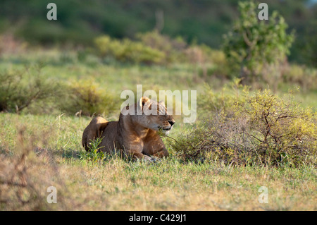 Lioness (Panthera leo), Samburu National Park, Kenya. Stock Photo