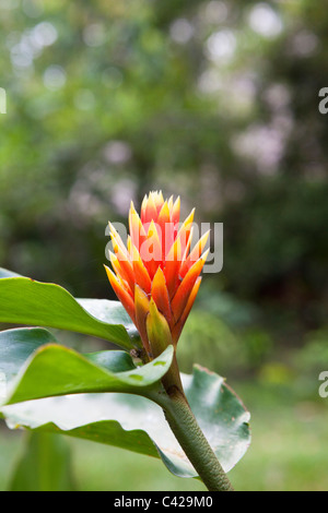 Peru, Boca Manu, Manu National Park, Manu Wildlife Centre, Flower in garden. Stock Photo