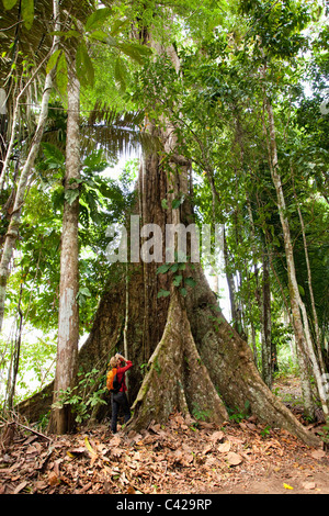 Peru, Boca Manu, Manu Wildlife Centre, Tourist, woman, looking at big tree with binoculars. Stock Photo