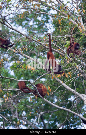 Peru, Cruz de Mayo, Manu National Park, Pantiacolla mountains. Red Howler monkeys ( Alouatta Seniculus ).