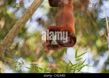 Peru, Cruz de Mayo, Manu National Park, Pantiacolla mountains. Red Howler monkey ( Alouatta Seniculus ). Young. Stock Photo