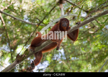 Peru, Cruz de Mayo, Manu National Park, Pantiacolla mountains. Red Howler monkey ( Alouatta Seniculus ).
