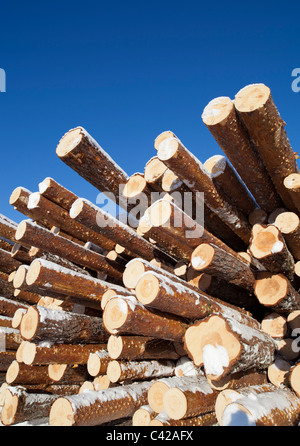 Pile of freshly cut pine ( pinus sylvestris ) logs , Finland Stock Photo
