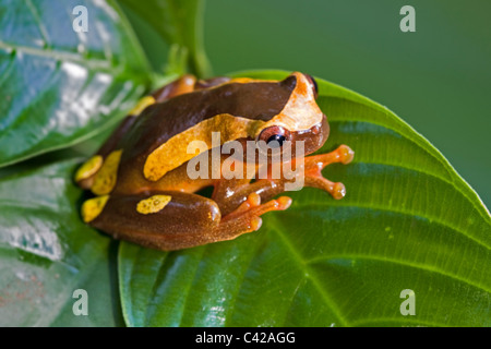 Manu National Park, Pantiacolla mountains. Clown Tree Frog ( Dendropsophus leucophyllatus, formerly Hyla leucophyllata ).