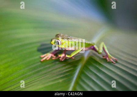 Peru, Cruz de Mayo, Manu National Park, Pantiacolla mountains. White lined leaf frog ( (Phyllomedusa vaillanti ).