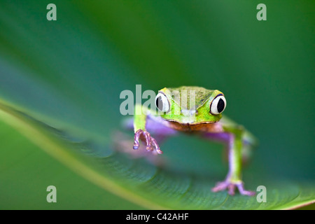 Peru, Cruz de Mayo, Manu National Park, Pantiacolla mountains. White lined leaf frog ( (Phyllomedusa vaillanti ).