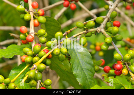 Coffee Bean Plants Kona Hawaii Pacific Ocean Stock Photo