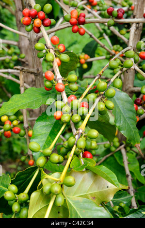 Coffee Bean Plants Kona Hawaii Pacific Ocean Stock Photo