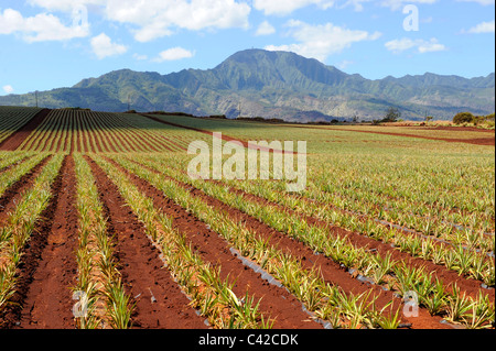 Pineapple Fields along Kamehameha Highway North Shore Hawaii Oahu Pacific Ocean Stock Photo