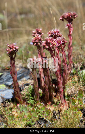 Houseleeks Sempervivum spp in flower Les Neres mountain Andorra Stock Photo