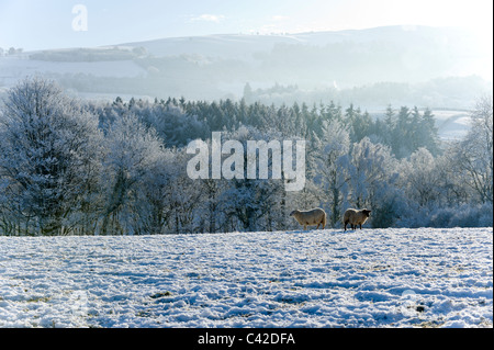 Uk weather freezing fog, Builth Wells, Powys, Wales, UK. Stock Photo