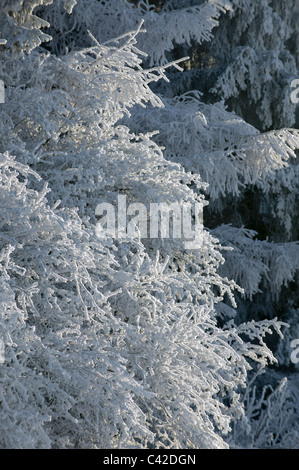 Uk weather freezing fog, Builth Wells, Powys, Wales, UK. Stock Photo