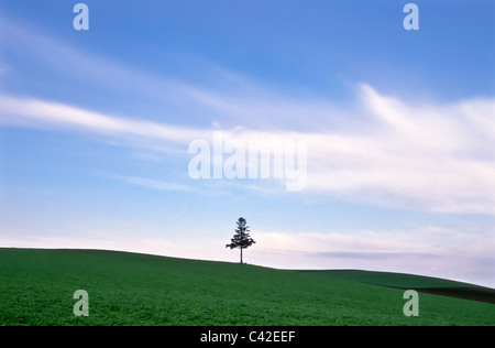 Tree in field at sunrise, near Biei, Hokkaido Prefecture, Japan Stock Photo