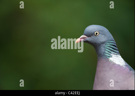 Columba palumbus. Wood pigeon head close up. UK Stock Photo