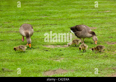 Greylag Geese (Anser anser). Family feeding, grazing on mown grass field. Norfolk. Stock Photo