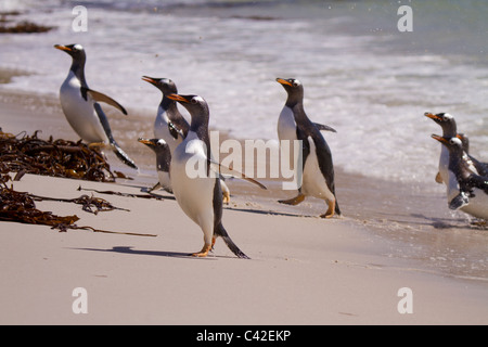 Northern gentoo penguins emerging from the water at New Island, West Falklands Stock Photo