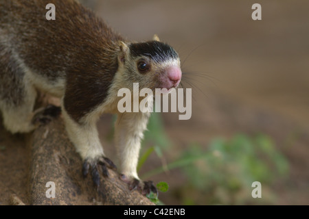 Grizzled Giant Squirrel (Ratufa macroura) close-up on a tree trunk at Bheemeshwari in Cauvery (Kaveri) Wildlife Sanctuary Stock Photo