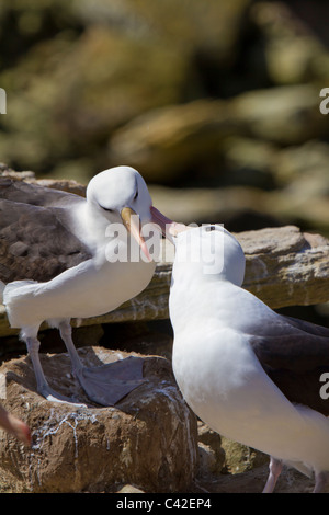 Black-browed albatross pair preening at the New Island colony, West Falkland Stock Photo