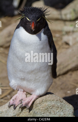 Rockhopper penguin perched on rock at New Island, West Falklands Stock Photo