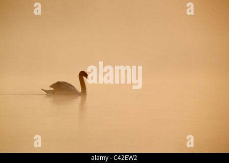 Mute swan, Cygnus olor, single bird on water at dawn in mist, Derbyshire, May 2011 Stock Photo