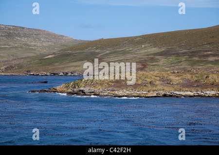 The coastline of New Island, West Falklands Stock Photo