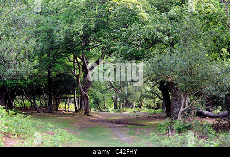 Magical ancient woodland in The New Forest Stock Photo