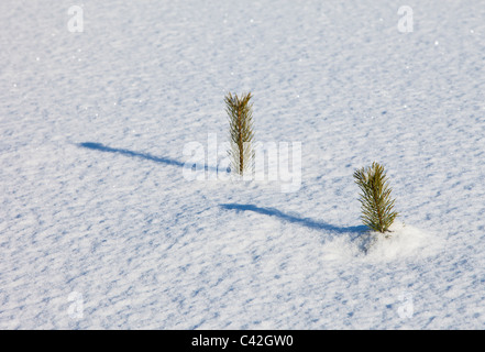 Small pine ( pinus sylvestris ) saplings half buried into fresh new snow at Winter , Finland Stock Photo