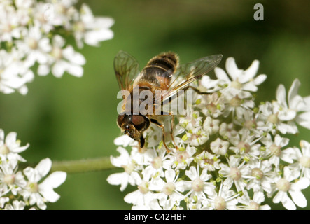 Female Honeybee Mimic, Dronefly or Hoverfly, Eristalis pertinax ...