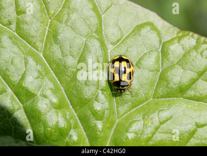 Yellow 14-Spot Ladybird, Propylea quatuordecimpunctata, aka Propylea 14-punctata, Coccinellidae Stock Photo